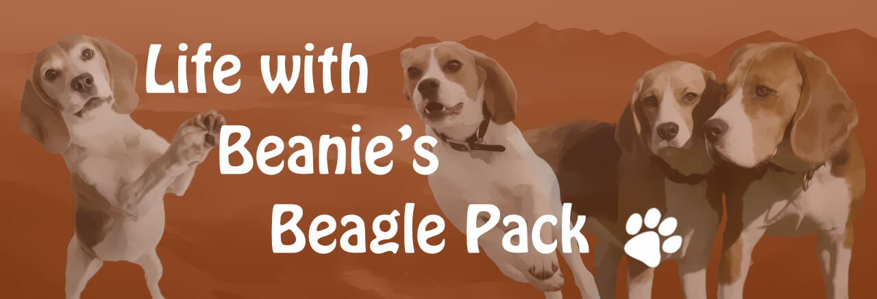 Life With Beanie's Beagle Pack